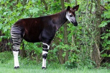 image of animal