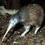 image of bird