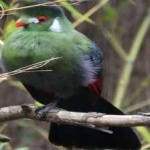image of bird