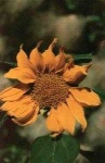 image of sunflower