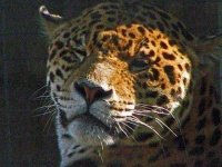 image of jaguar_car