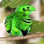 image of bird