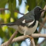 image of bird