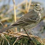 image of american_pipit #16