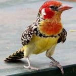 image of bird