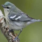 image of bird