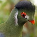 image of bird