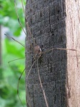 image of harvestman
