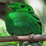image of bird