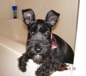 image of miniature_schnauzer