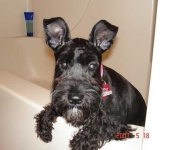 image of miniature_schnauzer #11