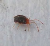 image of tick