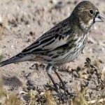 image of bird
