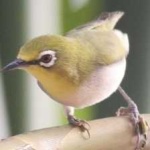 image of bird
