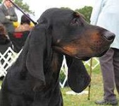 image of black_and_tan_coonhound #11