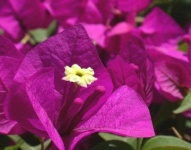 image of bougainvillea #1