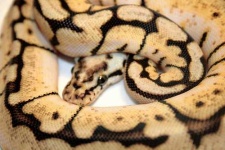 image of king_snake