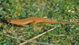 image of common_newt