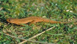 image of common_newt #26