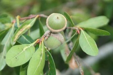 image of acorn
