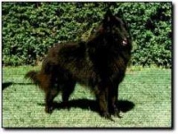 image of groenendael