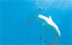 image of hammerhead