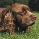 image of sussex_spaniel