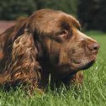 image of sussex_spaniel #15