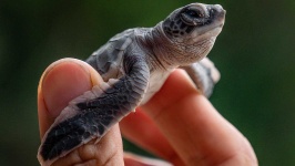 image of animal