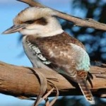image of bird