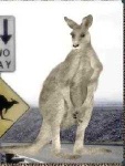image of animal