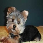 yorkie