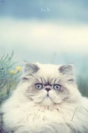image of animal
