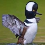 image of bird