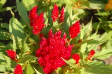 image of flower