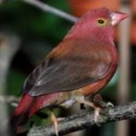 image of bird