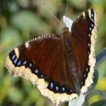 image of animal