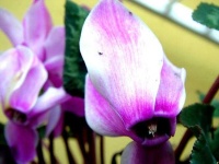 image of flower