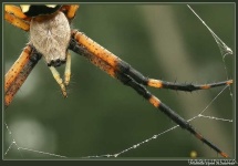 image of black_and_gold_garden_spider #22