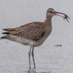image of bird