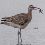 image of whimbrel #34