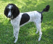 image of standard_poodle