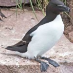 image of bird