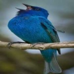 image of bird