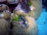 image of brain_coral