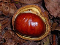 image of buckeye