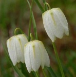 image of flower