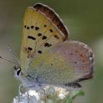image of animal