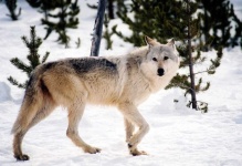 image of wolf #5