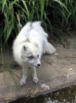 image of animal